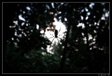 Black Shadow